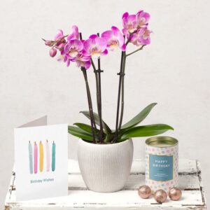 Mini Phalaenopsis Birthday Gift