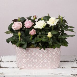 Pastel Rose Duet