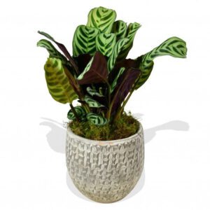 Calathea ‘Freddie’
