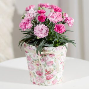Pink Carnation Plant in Floral Pot