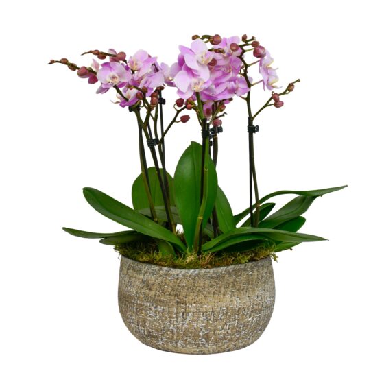 Pink Phalaenopsis