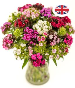British Sweet Williams