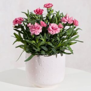 Carnation Plant in Ceramic Pot