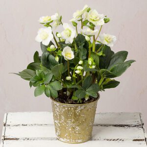 Helleborus Christmas Carol in Zinc Pot