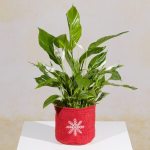 Peace Lily in Snowflake Pot