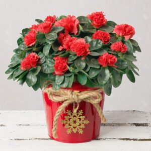 Red Azalea in Red Pot
