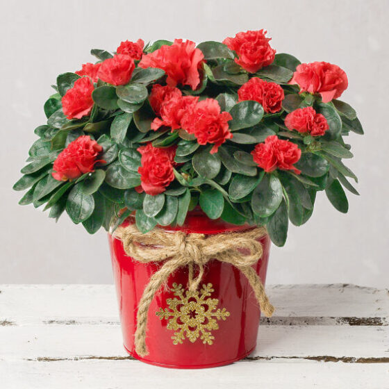 Red Azalea in Red Pot