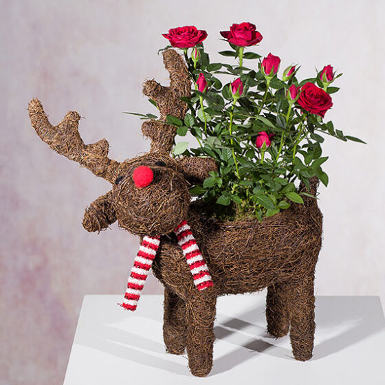 Rudolph Red Rose Planter