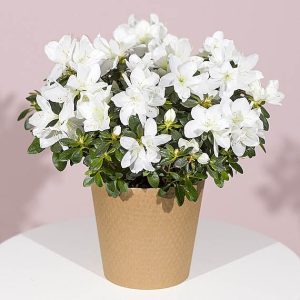 White Azalea Plant