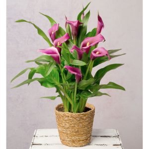 Purple Calla Lily in Seagrass Pot