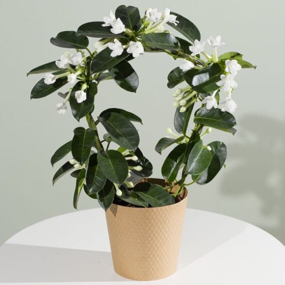 Stephanotis Plant