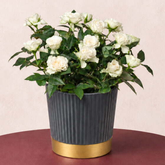 White Rose in Ribbed Pot